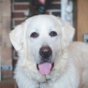 Meet your Posher, Coco